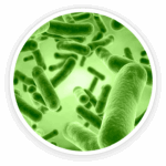 Prime Biome review: a close-up microscopic image of Bacillus coagulans, a key probiotic ingredient.