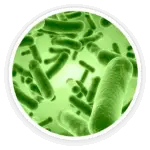 A close-up microscopic image of Bacillus coagulans, a key probiotic ingredient.