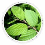 Prime Biome review: a close-up image of the green leaves and branch of a Slippery Elm tree, a key soothing ingredient.