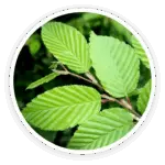 Prime Biome review: a close-up image of the green leaves and branch of a Slippery Elm tree, a key soothing ingredient.