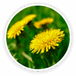 Prime Biome review: a close-up of vibrant yellow dandelion flowers, which represent the dandelion root ingredient.