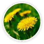 Prime Biome review: a close-up of vibrant yellow dandelion flowers, which represent the dandelion root ingredient.