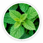 Prime Biome review: a close-up image of fresh, bright green Lemon Balm leaves, a soothing ingredient in the product.