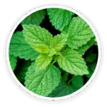 Prime Biome review: a close-up image of fresh, bright green Lemon Balm leaves, a soothing ingredient in the product.