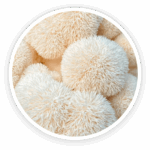 Prime Biome review: a detailed close-up of a fresh, white organic Lion's Mane mushroom, a key ingredient.