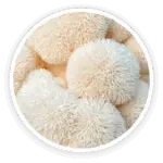 Prime Biome review: a detailed close-up of a fresh, white organic Lion's Mane mushroom, a key ingredient.