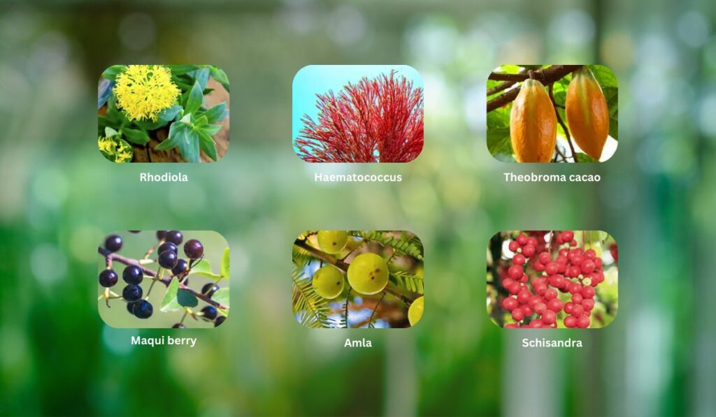 Mitolyn ingredients in review: Framed display of raw components with natural backdrop – part of product assessment