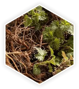 Nettle root extract used in the supplement formula.