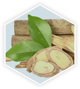 A hexagonal close-up of Tongkat Ali, showing its roots, sliced pieces, and fresh leaves. This image represents a key ingredient in the ProstaVive supplement featured in this ProstaVive review.