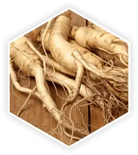 Whole Panax Ginseng roots on a wooden background, representing this potent ingredient discussed in the ProstaVive review for energy and vitality.