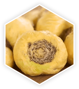Close-up of fresh Maca Root, a natural ingredient often featured in a ProstaVive review for its vitality benefits.