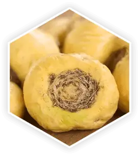 Close-up of fresh Maca Root, a natural ingredient in ProstaVive .