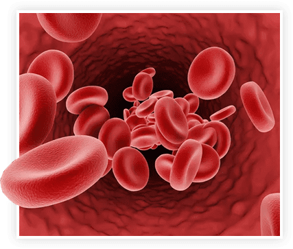 A microscopic view of red blood cells flowing through a vessel, illustrating the blood flow benefits discussed in this ProstaVive review.