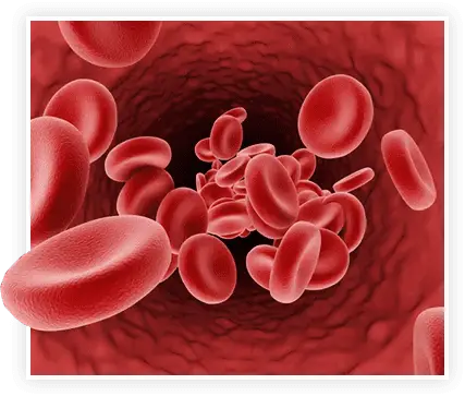 A microscopic view of red blood cells flowing through a vessel, illustrating the blood flow benefits of ProstaVive.